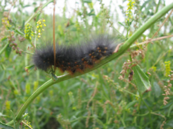 Fuzzy black and orange caterpillar - Estigmene acrea - BugGuide.Net