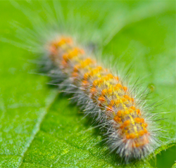 fuzzy caterpillar | not real knowledgeable on caterpillars, … | Flickr