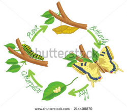 Caterpillar and cutterfly clipart - Clipart Collection | Pupa of ...