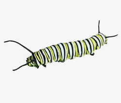 Caterpillar, Reptile, Insect, Millipede PNG Image and Clipart for ...
