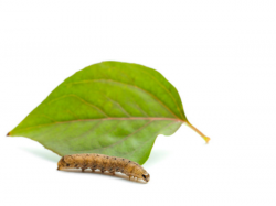 Brown caterpillar and leaf - stock photo free
