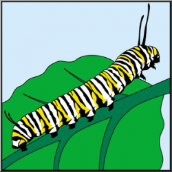 Clip Art: Butterfly: Monarch Caterpillar Color I abcteach.com | abcteach