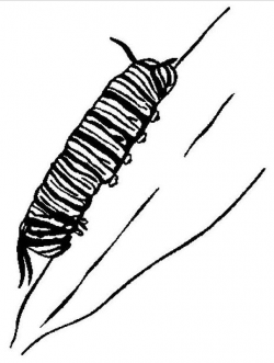 Monarch Caterpillar Coloring Page & Coloring Book
