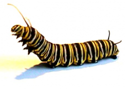Monarch Caterpillar Drawing at GetDrawings.com | Free for personal ...