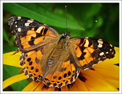 Butterflies of the Adirondack Mountains: Painted Lady (Vanessa ...