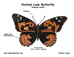 Anatomy Of A Painted Lady Butterfly – Lifeinharmony