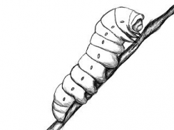 How To Draw A Caterpillar | Tattoo, Drawings and Doodles