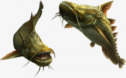 Two Catfish, Catfish, Yellow, Big Catfish PNG Image and Clipart for ...