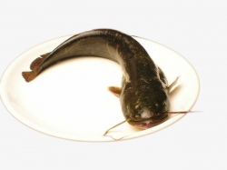 A Catfish Clip Buckle Free, Decoration, Catfish, Fish PNG Image and ...