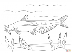 Blue Catfish coloring page | Free Printable Coloring Pages