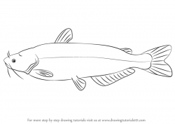Learn How to Draw a Blue Catfish (Fishes) Step by Step : Drawing ...
