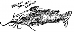 Yellow bullhead catfish Clipart - Design Droide