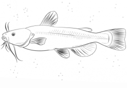 Bullhead catfish coloring page | Free Printable Coloring Pages