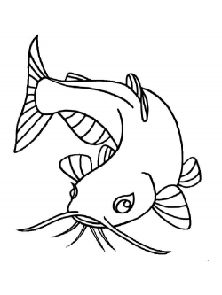Catfish Drawing Images at GetDrawings.com | Free for personal use ...