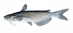 Channel Catfish Clipart