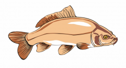 Common Carp Catfish Carp Fishing Free Commercial Clipart ...