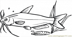 Catfish Coloring Pages | free printable coloring page ...