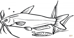 Catfish Drawing | Free download best Catfish Drawing on ...
