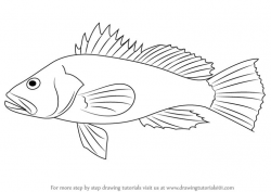 Catfish Drawing Step By Step at GetDrawings.com | Free for personal ...
