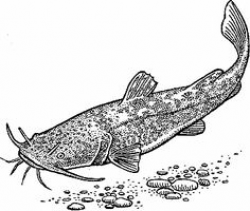 Flathead Catfish Sketch design (H4391) from www.Emblibrary.com | I ...