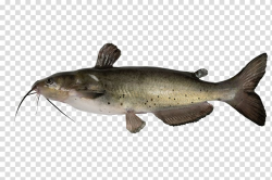 Channel catfish , HD sea fish transparent background PNG ...