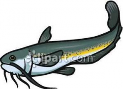 Realistic Catfish - Royalty Free Clipart Picture
