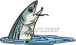 Catfish Jumping Out of Water - Royalty Free Clipart Picture