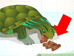 How to Put a Sucker Fish in a Tank With a Turtle: 14 Steps