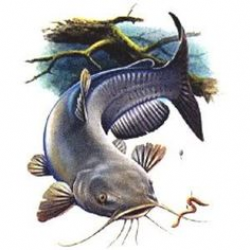 Catfish - Whiskered Wanderer of Murky Waters | Catfish, Water ...