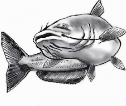 Catfish drawing | Catfish, Tattoo and Fish