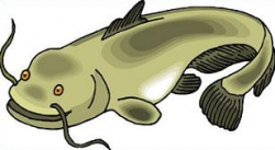 Catfish Clipart Royalty Free Clip Art Vector Images Illustrations ...
