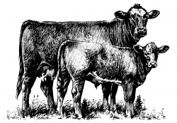 Show Cattle Clipart