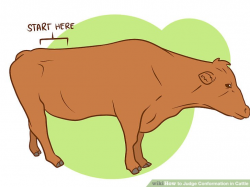 How to Judge Conformation in Cattle (with Pictures) - wikiHow