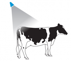 Cows Body Diagram - Technical Diagrams