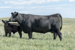 Cow Families — TE Cattle Company