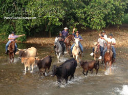 Horseback Cattle Drive Adventure - Things to do in Punta Cana