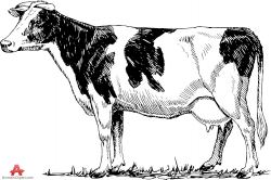 Cow Images Drawing at GetDrawings.com | Free for personal use Cow ...