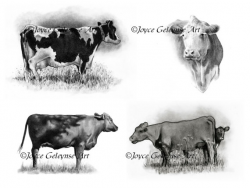 Cow Art COWS Clipart Hand Drawn Clipart Realism Cow