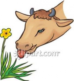 Cow Grazing - Royalty Free Clipart Picture