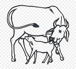 Indian National Congress Brahman cattle Calf - cow png download ...