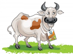 Not Only Humans, Cows Need To Have An ID Card Too In India! - Reacho