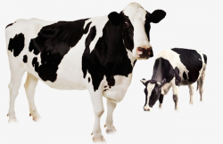 Cute Cow, White, Cattle, Black PNG Image and Clipart for Free Download
