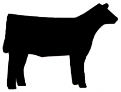 Cattle clipart heifer - Pencil and in color cattle clipart heifer