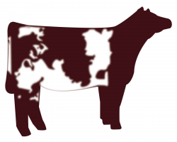 show heifer clip art | Shorthorn Heifer vector graphic | cows ...