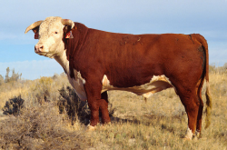 cow Hereford bull - /animals/C/cow/cow_4/cow_Hereford_bull.jpg.html