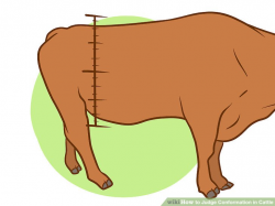 How to Judge Conformation in Cattle (with Pictures) - wikiHow