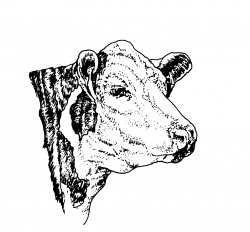 Hereford Drawing at GetDrawings.com | Free for personal use Hereford ...
