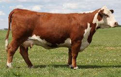 Polled Hereford cow | Ejemplares | Pinterest | Hereford, Cow and Cattle
