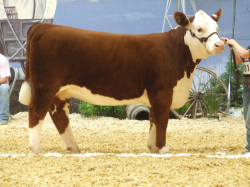 Baby Calves for Sale Nebraska | Hereford Cattle Clip Art | MY ...