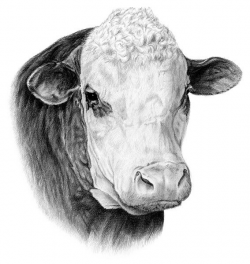 12 best Art: Cattle - The Polled Hereford images on Pinterest | Cow ...